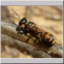 Mellinus arvensis - Kotwespe w08.jpg